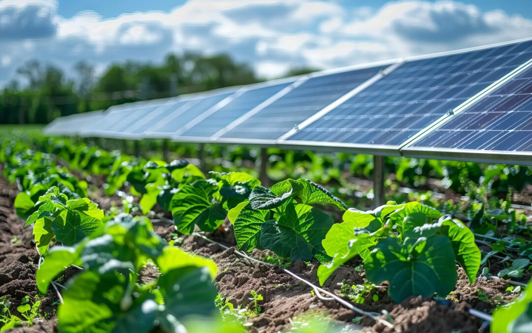Agrivoltaico in Italia